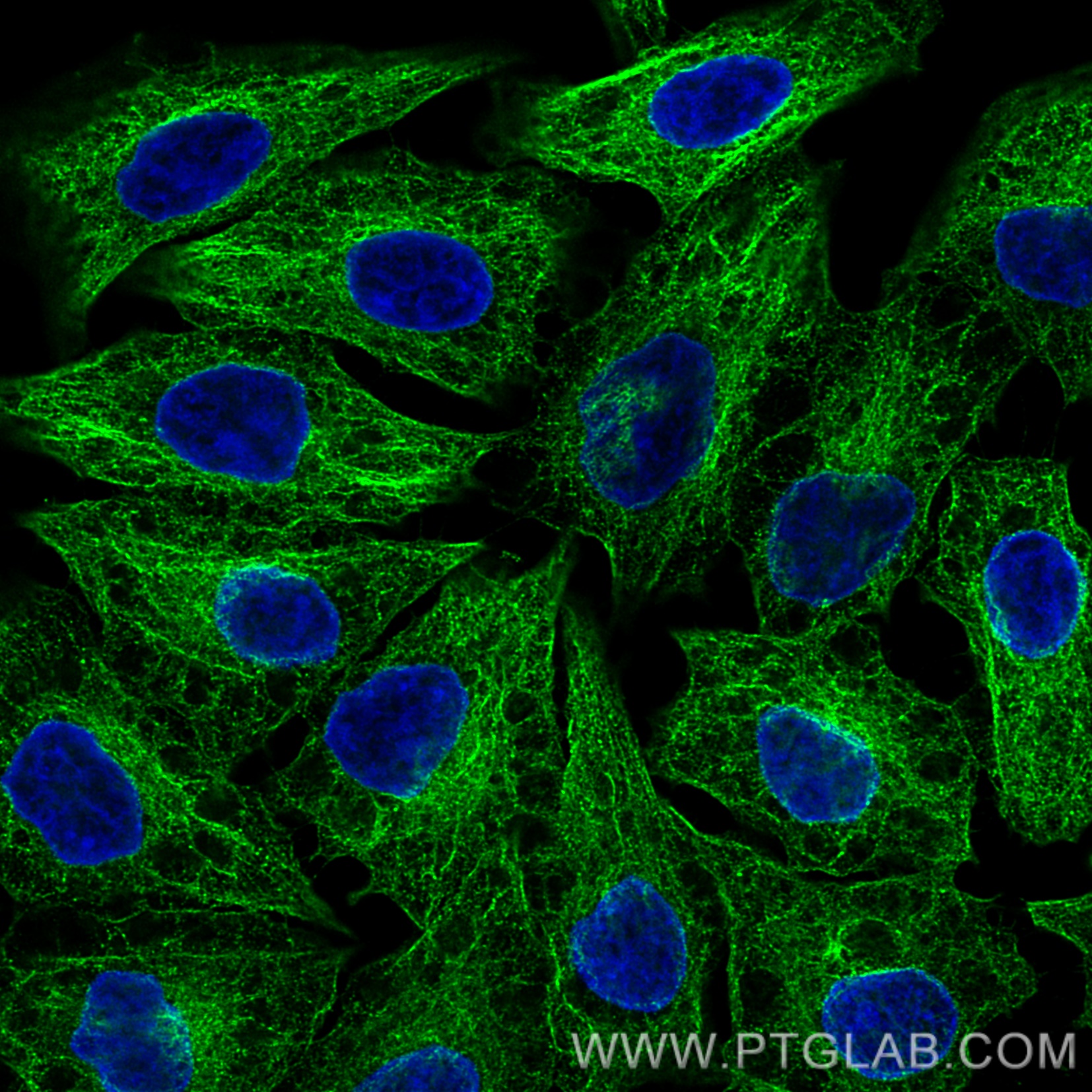 Immunofluorescence of HeLa: PFA-fixed HeLa cells were stained with anti-Tubulin antibody labeled with FlexAble CoraLite® Plus 488 Kit (KFA061, green). Nuclei were stained with DAPI (blue). Confocal images were acquired with a 100x oil objective and post-processed. Images were recorded at the Core Facility Bioimaging at the Biomedical Center, LMU Munich.