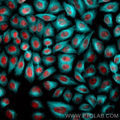 Immunofluorescence of HeLa: PFA-fixed HeLa cells were stained with anti-Tubulin antibody labeled with FlexAble CoraLite® Plus 405 Kit (KFA066, cyan) and anti-HDAC2 (67165-1-Ig) labeled with FlexAble CoraLite® Plus 750 Kit (KFA064, red). Epifluorescence images were acquired with a 20x objective and post-processed.