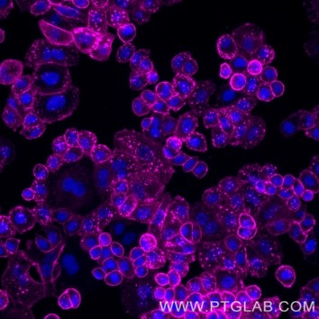 Live SKBR-3 cells immunostained with anti-HER2 (trastuzumab biosimilar) labeled with FlexAble CoraLite Plus 647 Antibody Labeling Kit for Human IgG (KFA106).  Nuclei are in blue.  Epifluorescence images were acquired with a 20x objective and post-processed.