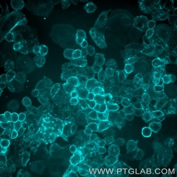 Live SKBR-3 cells immunostained with anti-HER2 (trastuzumab biosimilar) labeled with FlexAble CoraLite Plus 405 Antibody Labeling Kit for Human IgG (KFA108).  
Epifluorescence images were acquired with a 20x objective and post-processed.