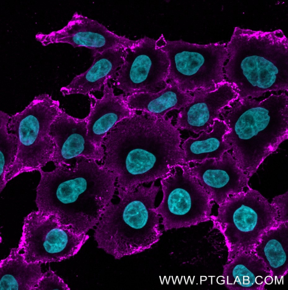 Immunostaining of HeLa cells with rabbit anti-CD147 antibody (11989-1-AP, 1:200, magenta), which was labeled with a 15-nt DNA oligonucleotide using the KFA150 Kit. Detection was performed by hybridization with an imaging DNA strand carrying ATTO643. Nuclei are stained with DAPI (cyan).