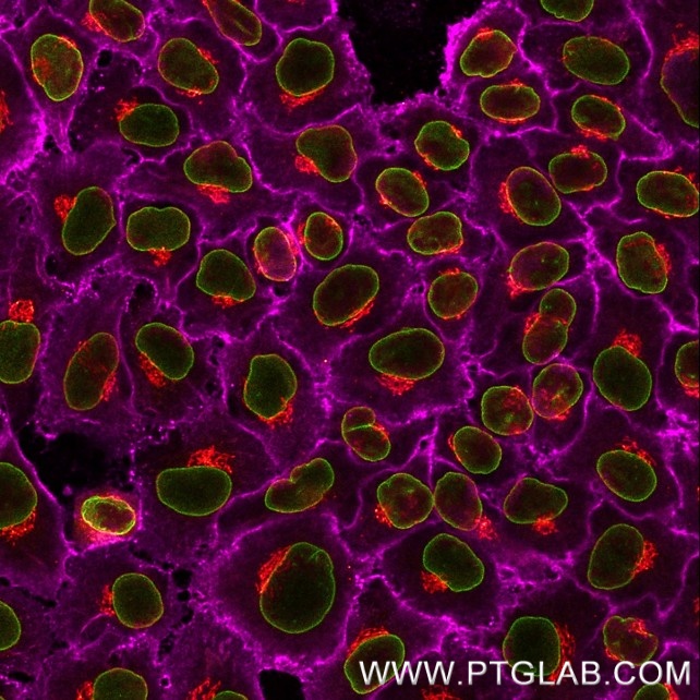 Immunostaining of HeLa cells with three rabbit antibodies - anti-CD147 (11989-1-AP, 1:200, magenta), anti-Lamin B1 (12987-1-AP, 1:200, green) and anti-GM130 (11308-1-AP, 1:200, red) - each labeled with a different 15-nt DNA oligonucleotide separately using KFA150 and KFA151 Kits. Detection was performed by hybridization with imaging DNA strands, carrying ATTO643/488/565 respectively.