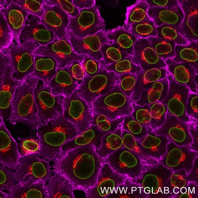 Immunostaining of HeLa cells with three rabbit antibodies - anti-CD147 (11989-1-AP, 1:200, magenta), anti-Lamin B1 (12987-1-AP, 1:200, green) and anti-GM130 (11308-1-AP, 1:200, red) - each labeled with a different 15-nt DNA oligonucleotide separately using KFA150 and KFA151 Kits. Detection was performed by hybridization with imaging DNA strands, carrying ATTO643/488/565 respectively.