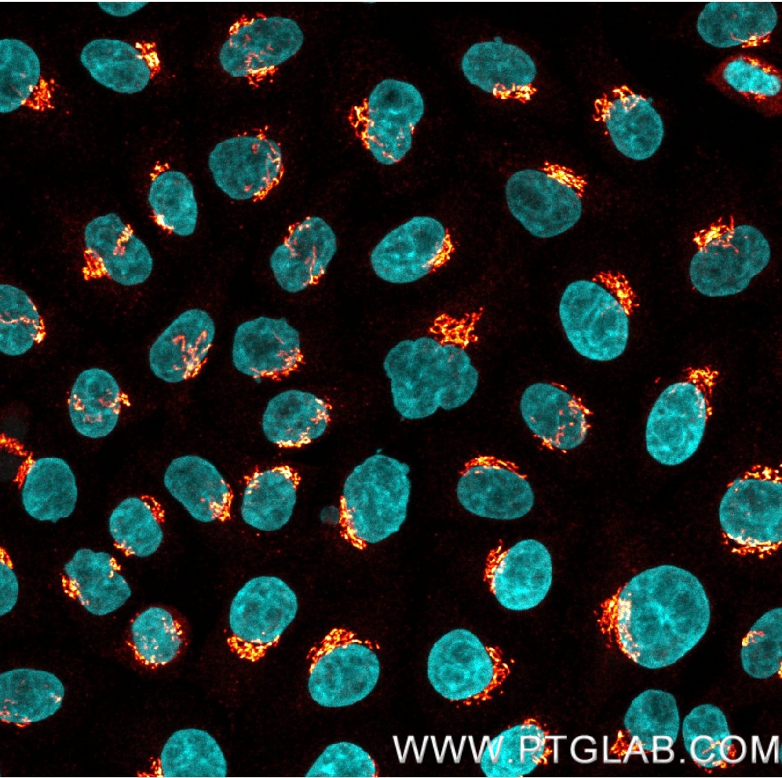 Immunostaining of HeLa cells with rabbit anti-GM130 antibody (11308-1-AP, 1:200, hot orange), which was labeled with a 15-nt DNA oligonucleotide using the KFA151 Kit. Detection was performed by hybridization with an imaging DNA strand carrying ATTO643. Nuclei are stained with DAPI (cyan).
