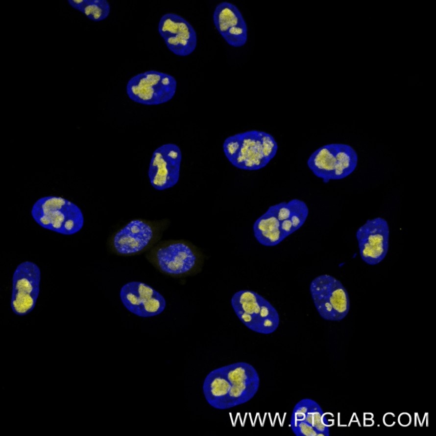 Immunostaining of HeLa cells with mouse IgG1 anti-B23 antibodies (60096-1-Ig, 1:500, yellow), which was labeled with a 15-nt DNA oligonucleotide using the KFA152 Kit. Detection was performed by hybridization with imaging DNA strands, carrying ATTO643. Nuclei are stained with DAPI (blue).