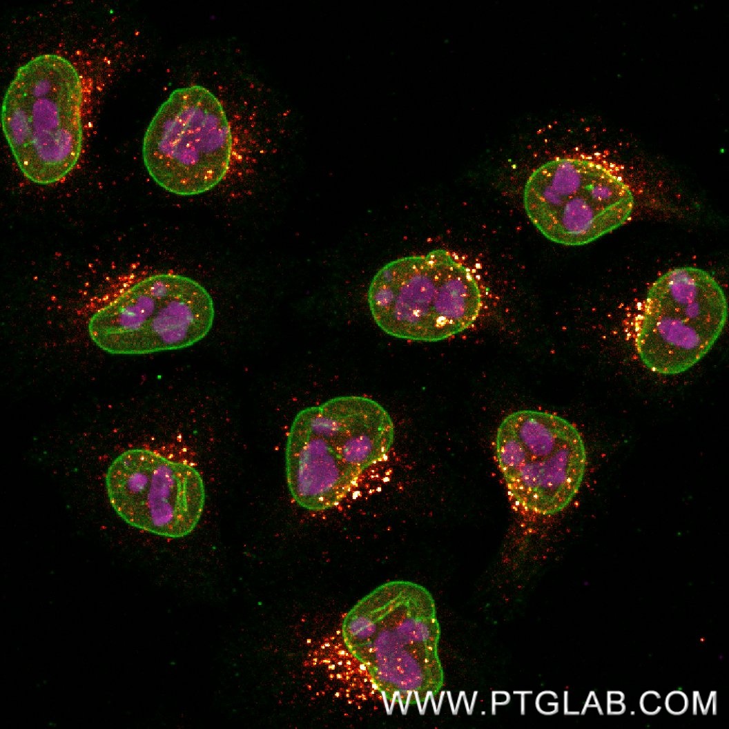 Immunostaining of HeLa cells with three mouse IgG1 antibodies - anti-B23 (60096-1-Ig, 1:500, magenta), anti-Lamin B1 (66095-1-Ig, 1:200, green) and anti-EEA1 (68065-1-Ig, 1:200, orange hot) - each labeled with a different 15-nt DNA oligonucleotide separately using KFA152 and KFA153 Kits. Detection was performed by hybridization with imaging DNA strands, carrying ATTO643/565/488 respectively.