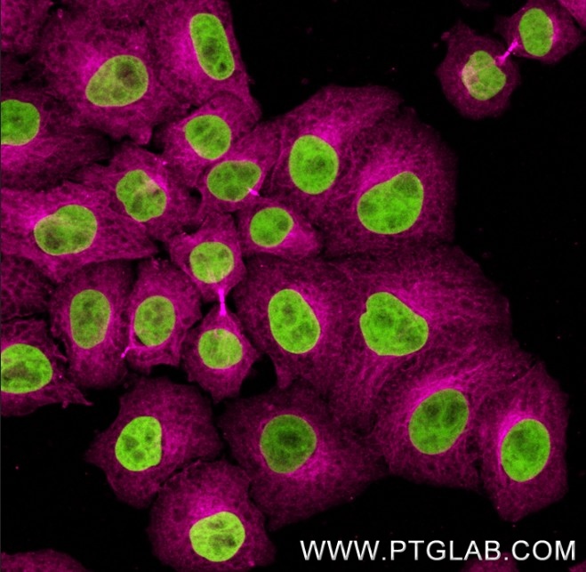 Immunostaining of HeLa cells with mouse IgG2a anti-Tubulin antibodies (66240-1-Ig, 1:200, magenta), which was labeled with a 15-nt DNA oligonucleotide using the KFA155 Kit. Detection was performed by hybridization with imaging DNA strands carrying ATTO643. Nuclei are in green.