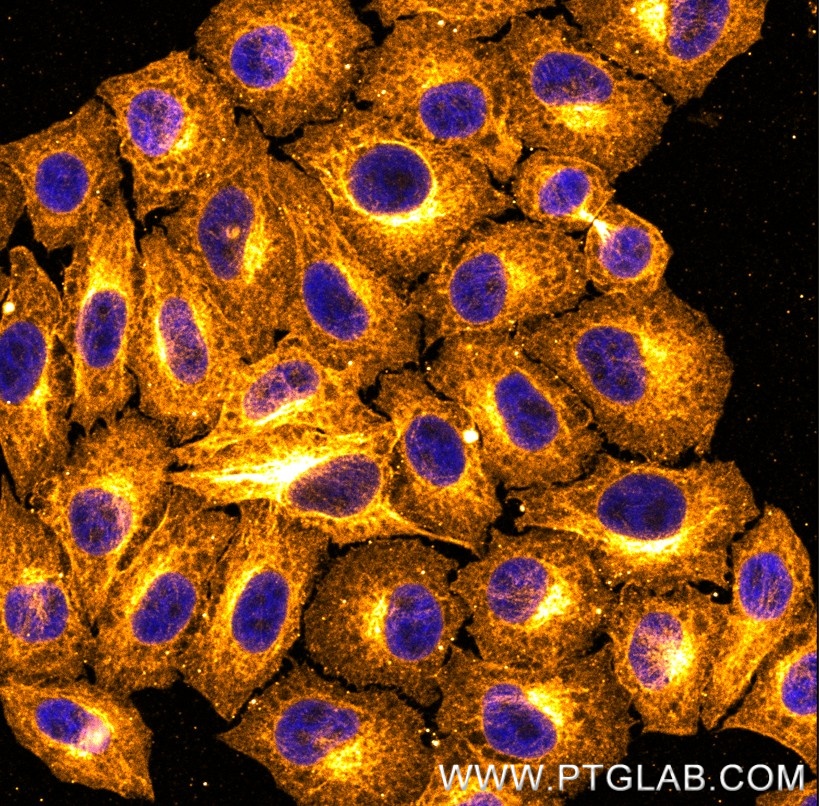 Immunostaining of HeLa cells with mouse IgG2b anti-Tubulin antibodies (66031-1-Ig, 1:100, orange), which was labeled with a 15-nt DNA oligonucleotide using the KFA156 Kit. Detection was performed by hybridization with imaging DNA strands carrying ATTO643. Nuclei are in blue.