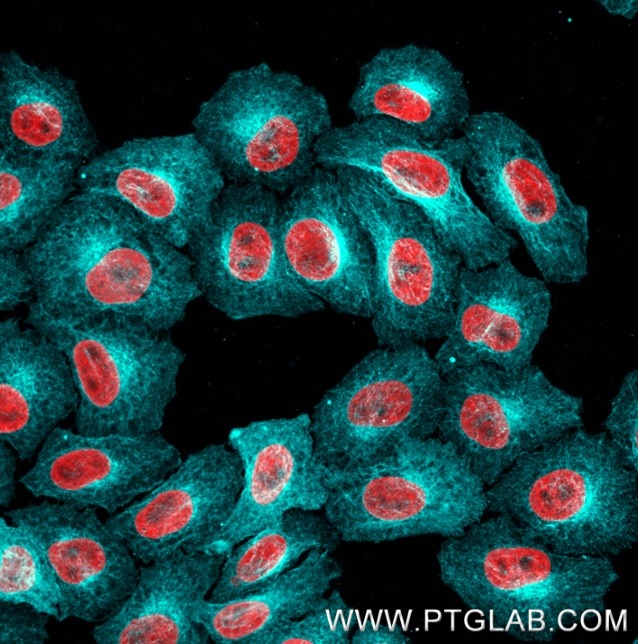 Immunostaining of HeLa cells with rat kappa LC anti-Tubulin antibodies (other vendor, 1:1000, cyan), which was labeled with a 15-nt DNA oligonucleotide using the KFA161 Kit. Detection was performed by hybridization with imaging DNA strands carrying ATTO643. Nuclei are in red.