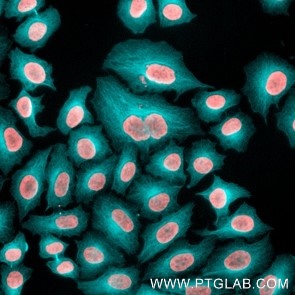 HeLa cells were immunostained with mouse IgG2b anti-Tubulin antibody (another vendor), labeled with FlexAble 2.0 CoraLite® Plus 405 Kit (KFA0566, cyan). Cell nuclei are in red. Epifluorescence images were acquired with a 20x objective and post-processed. 