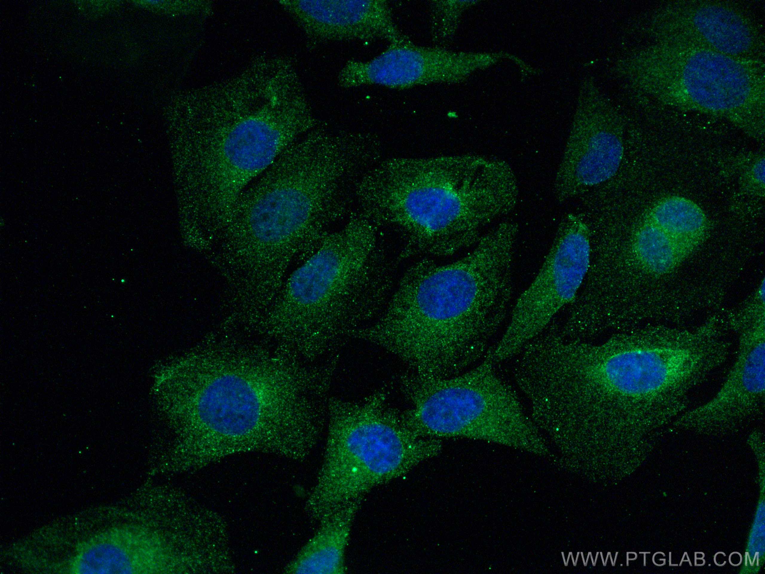 Immunofluorescent analysis of (4% PFA) fixed HeLa cells using GPX4 antibody (67763-1-Ig, Clone: 3F5G5 ) at dilution of 1:800 and CoraLite®488-Conjugated AffiniPure Goat Anti-Mouse IgG(H+L).