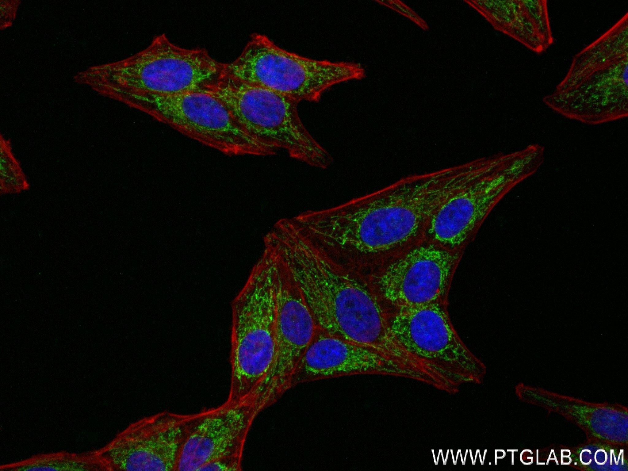 Immunofluorescent analysis of (4% PFA) fixed HepG2 cells using FDX1 antibody (82957-2-RR, Clone: 230196E9 ) at dilution of 1:400 and CoraLite®488-Conjugated Goat Anti-Rabbit IgG(H+L) (SA00013-2), CL594-Phalloidin (red).