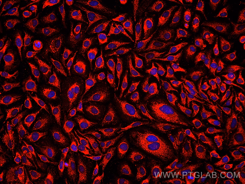 Immunofluorescent analysis of (4% PFA) fixed HeLa cells using PDHB antibody (68238-1-Ig, Clone: 2A7C10 ) at dilution of 1:1000 and Multi-rAb CoraLite® Plus 594-Goat Anti-Mouse Recombinant Secondary Antibody (H+L) (Cat.NO. RGAM004 ).