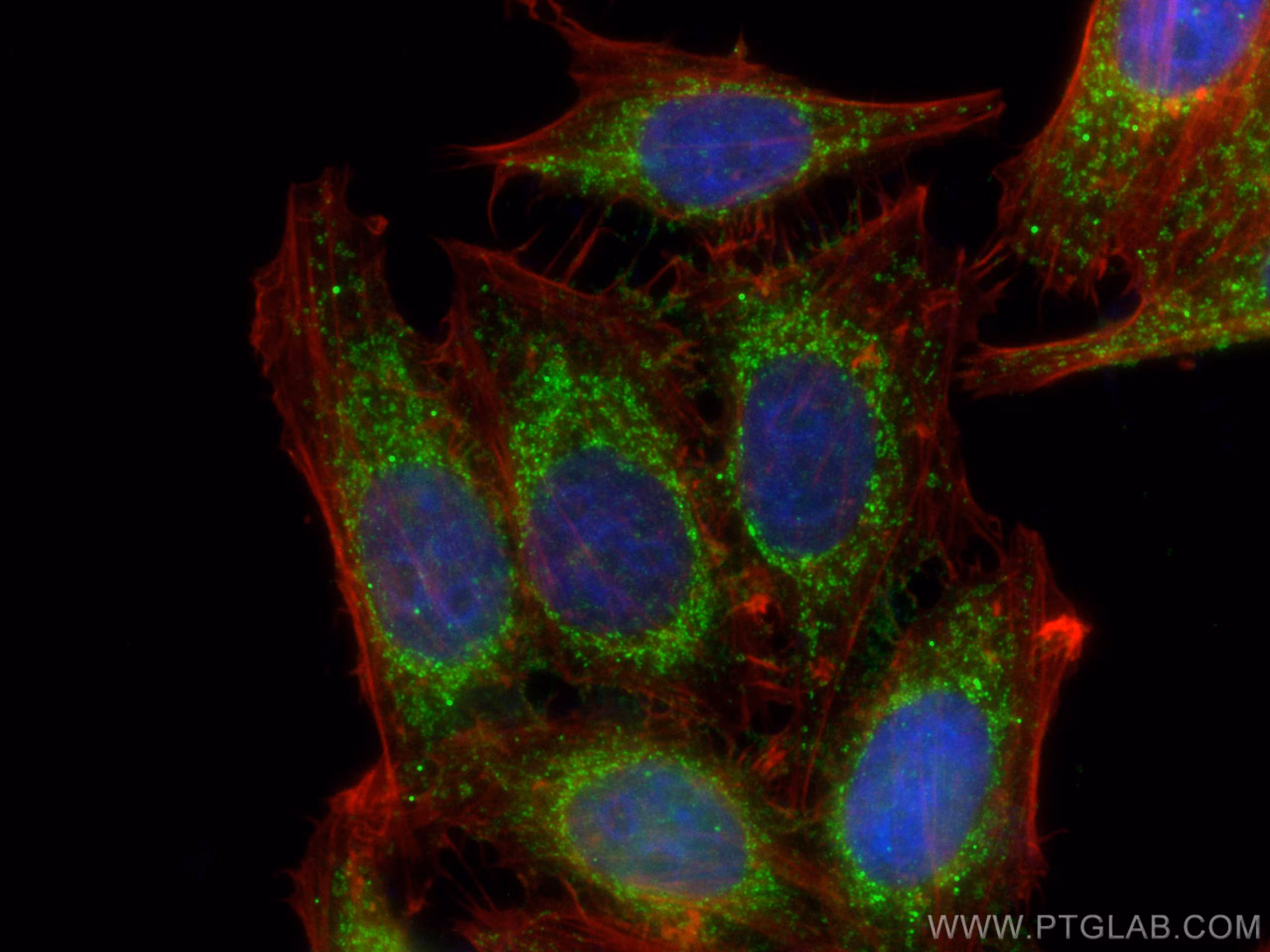 Immunofluorescent analysis of (4% PFA) fixed HepG2 cells using DBT antibody (12451-1-AP) at dilution of 1:400 and CoraLite®488-Conjugated Goat Anti-Rabbit IgG(H+L), CL594-Phalloidin (red).