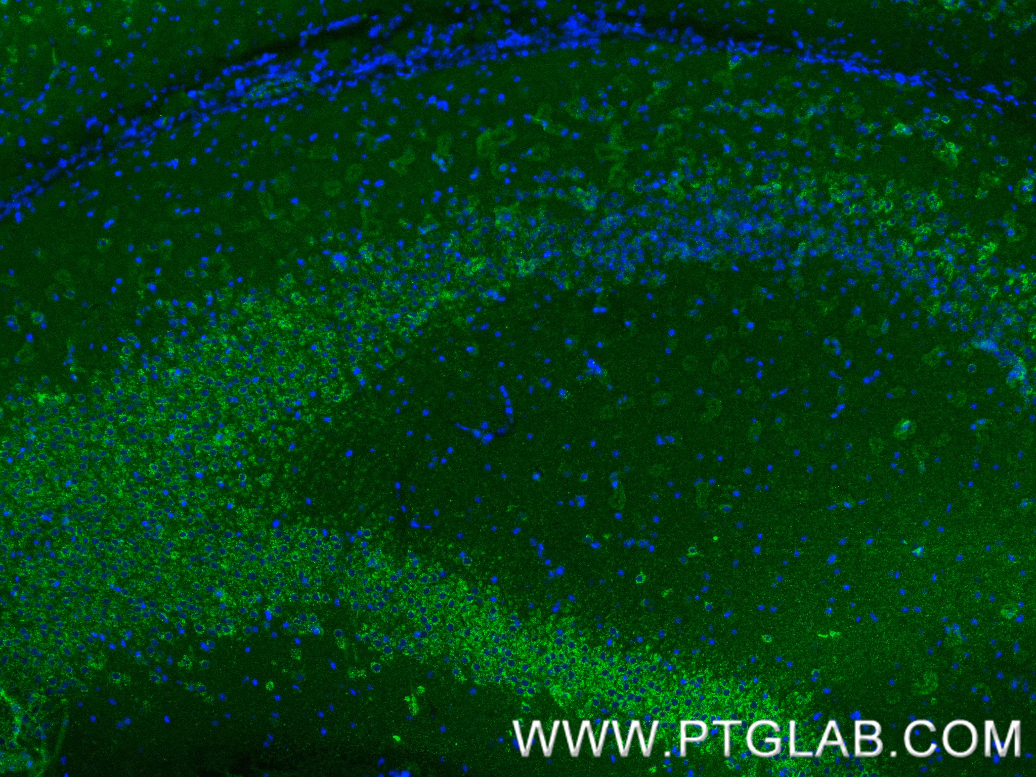 Immunofluorescent analysis of (4% PFA) fixed paraffin-embedded mouse brain tissue using KGA/GAC antibody (81486-1-RR, Clone: 4C20 ) at dilution of 1:400 and CoraLite®488-Conjugated Goat Anti-Rabbit IgG(H+L) (SA00013-2). Heat mediated antigen retrieval with Tris-EDTA buffer (pH 9.0).