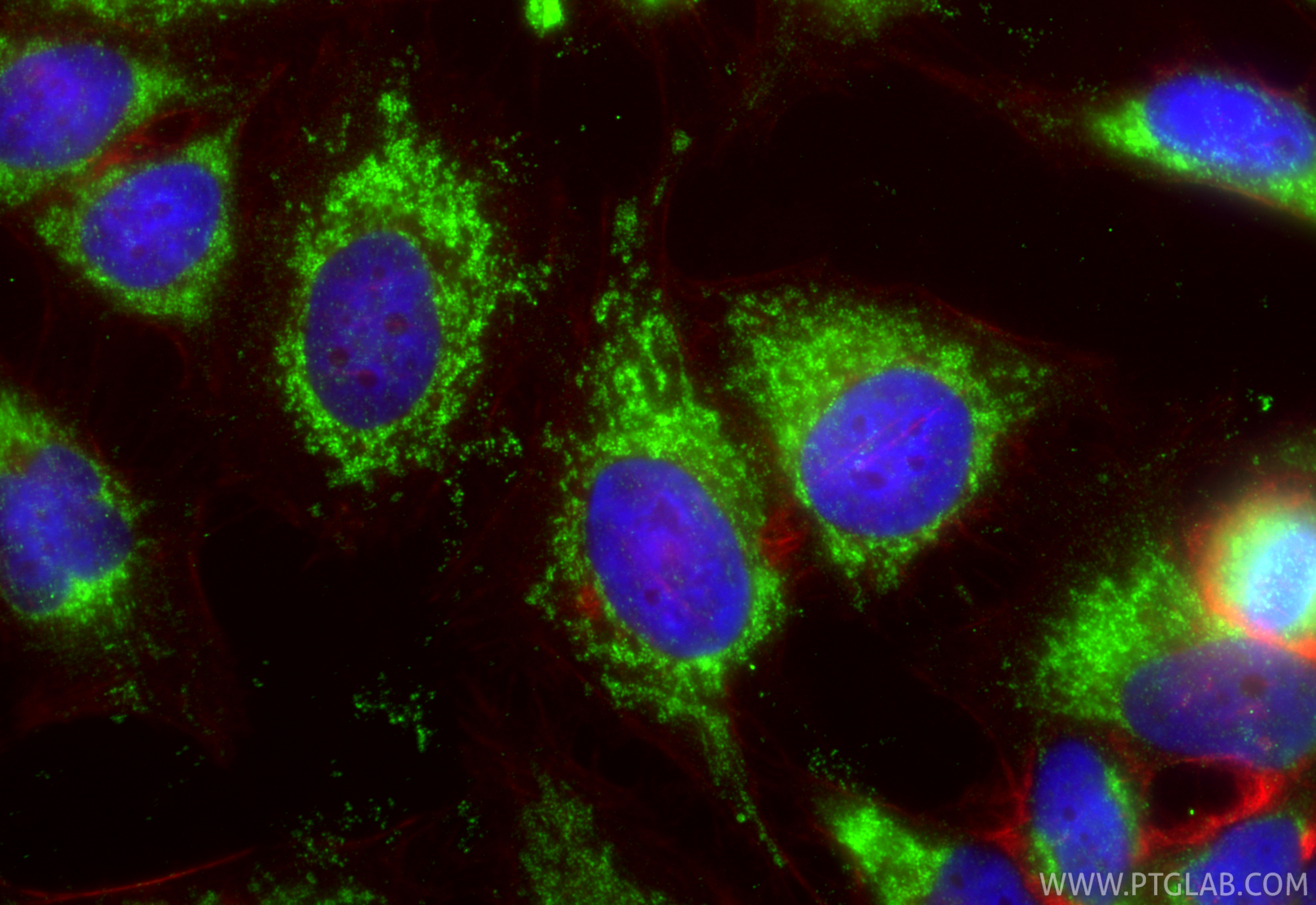 Immunofluorescent analysis of (-20°C Ethanol) fixed HeLa cells using KGA/GAC antibody (12855-1-AP) at dilution of 1:400 and CoraLite®488-Conjugated Goat Anti-Rabbit IgG(H+L) (SA00013-2), CL594-Phalloidin (red).