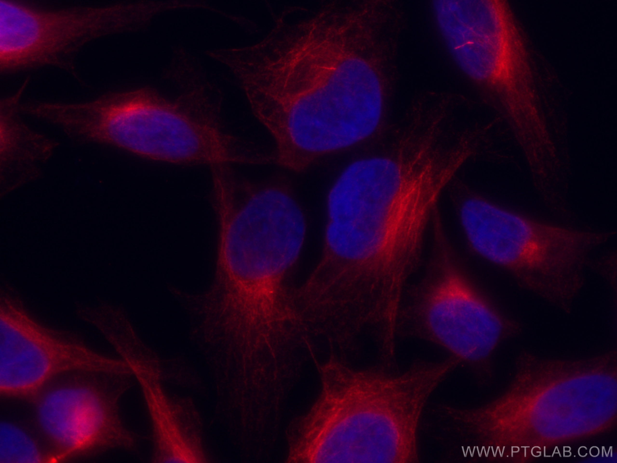 Immunofluorescent analysis of (4% PFA) fixed HeLa cells using 66031-1-Ig (alpha tubulin antibody) and CoraLite®594 mouse IgG Kappa Light Chain antibody (SA00014-2) at dilution of 1:500. DAPI (blue).