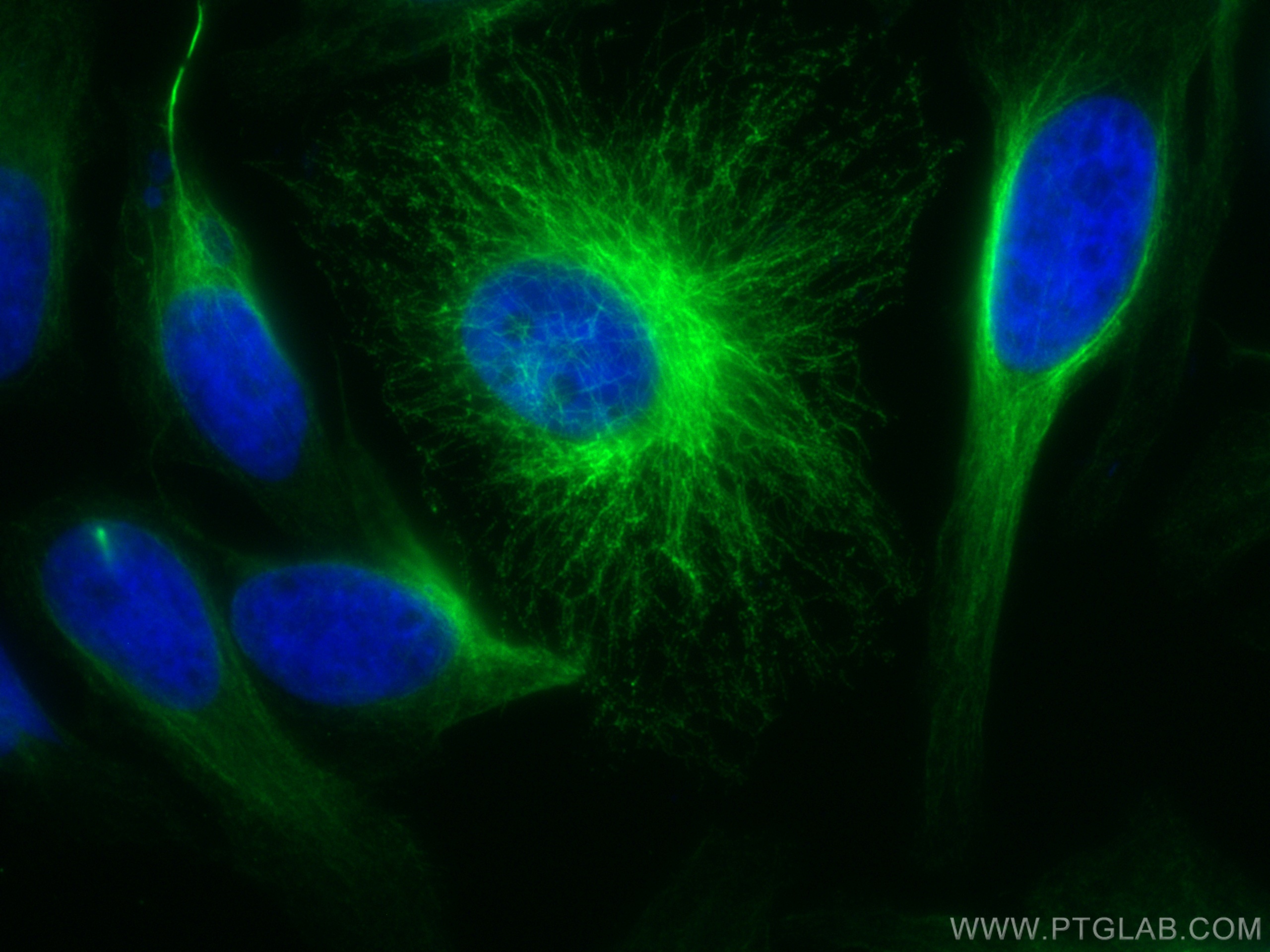 Immunofluorescent analysis of (4% PFA) fixed HeLa cells using 66031-1-Ig (alpha tubulin antibody) and CoraLite®488 mouse IgG Kappa Light Chain antibody (SA00014-3) at dilution of 1:500. DAPI (blue).