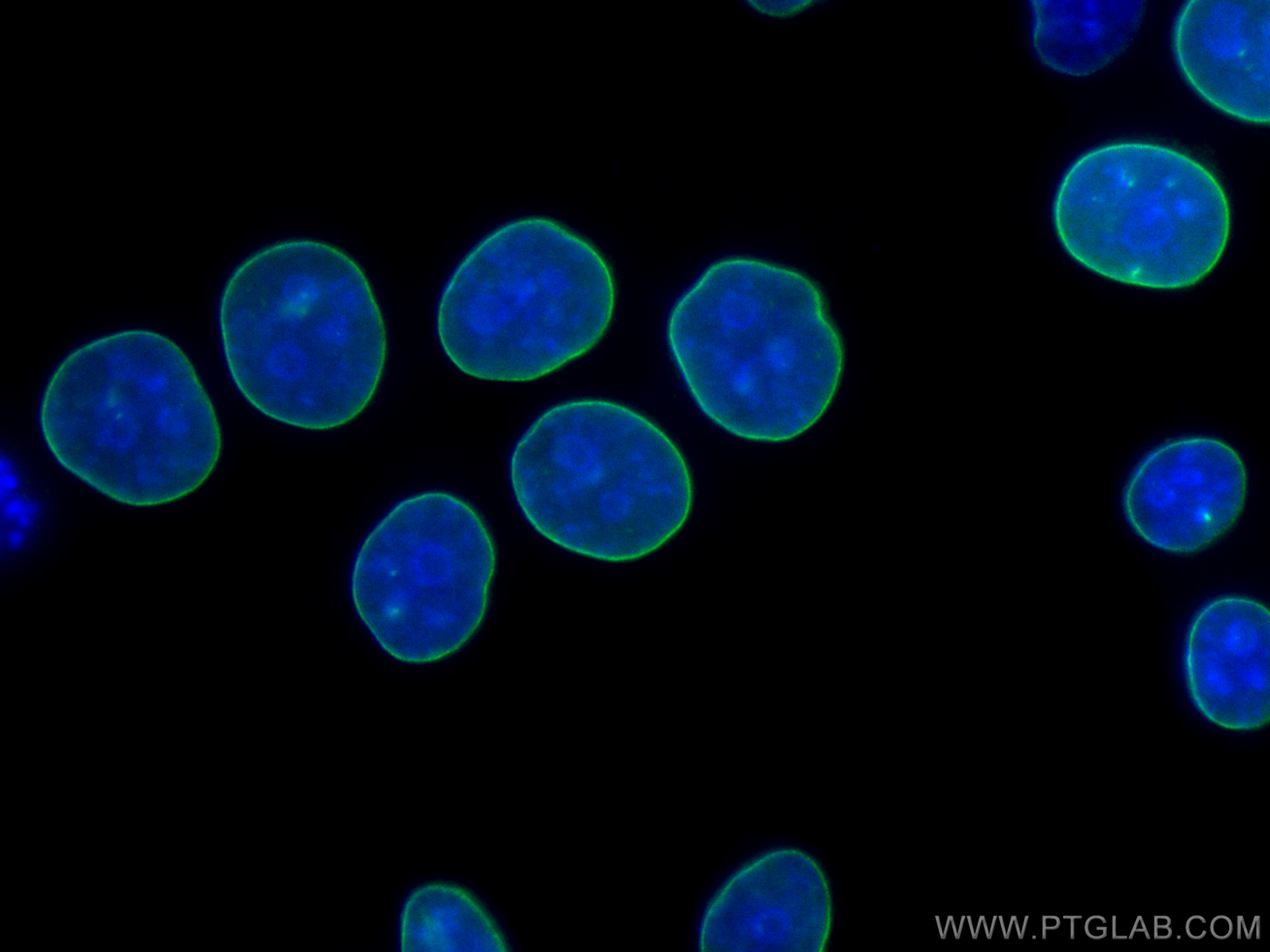 Immunofluorescent analysis of (-20°C Ethanol) fixed HeLa cells using 12987-1-AP (Lamin B1 antibody) and the CoraLite®488-conjugated Mouse Anti-Heavy chain of Rabbit IgG antibody 
(SA00014-4), at dilution of 1:100.