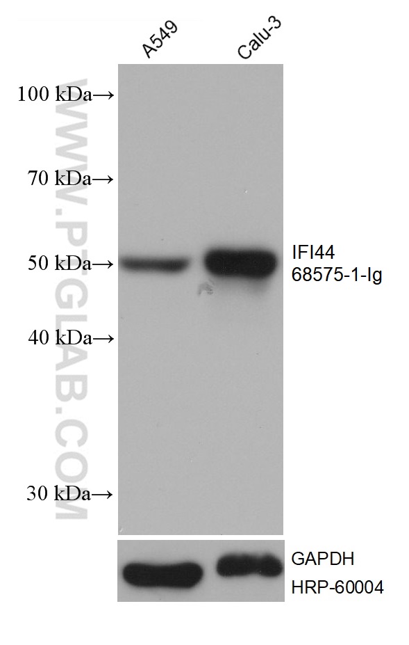 WB analysis using 68575-1-Ig (same clone as 68575-1-PBS)