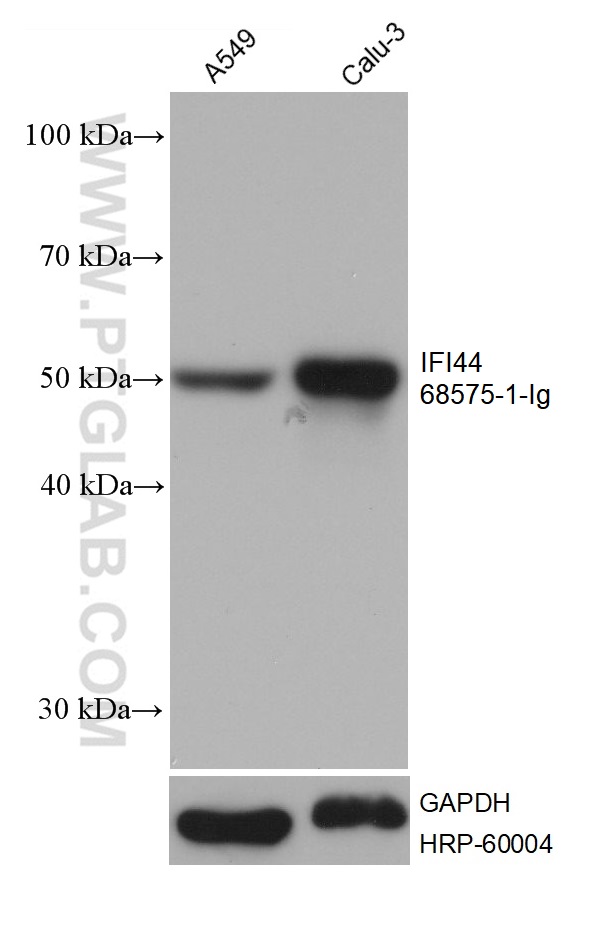 WB analysis using 68575-1-Ig