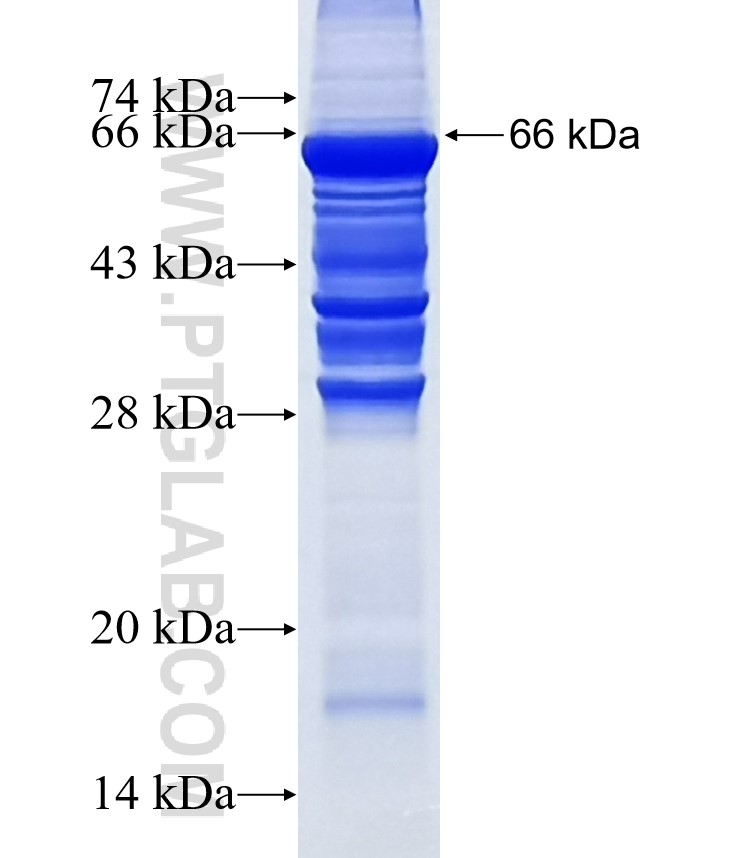 IFI44L fusion protein Ag10522 SDS-PAGE