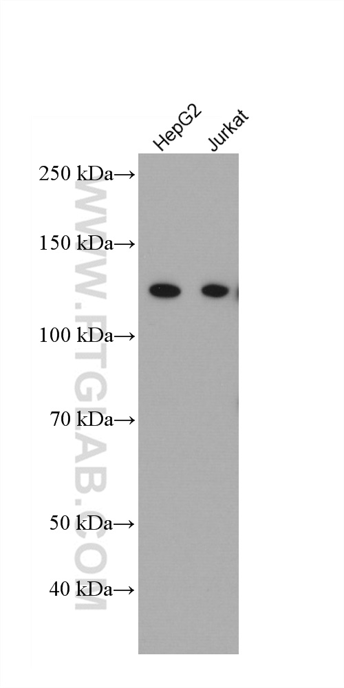 WB analysis using 66770-1-Ig