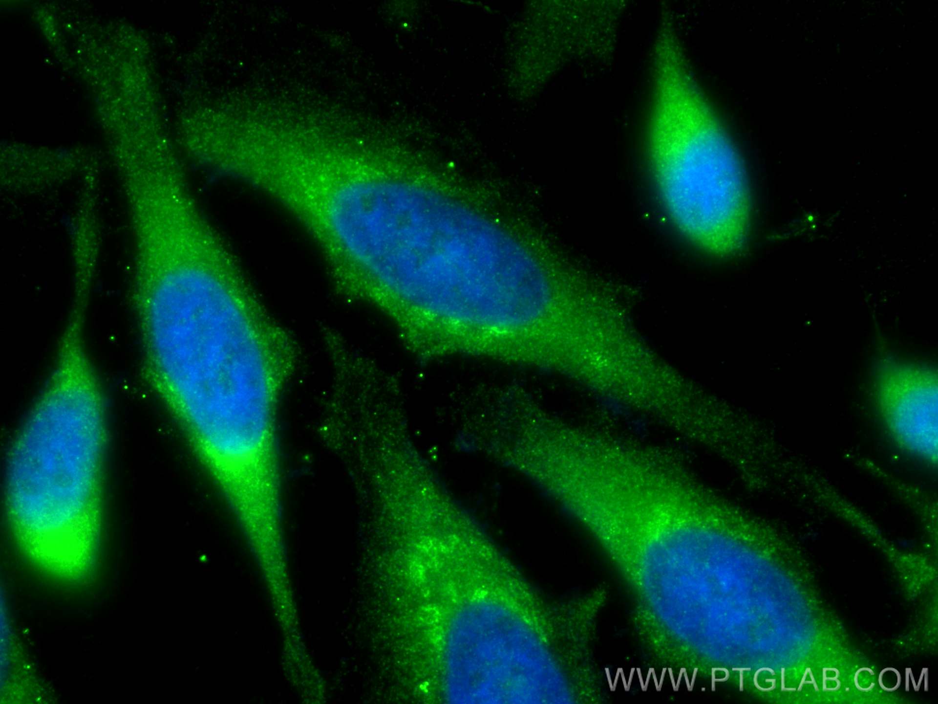 IF Staining of HeLa using 23247-1-AP