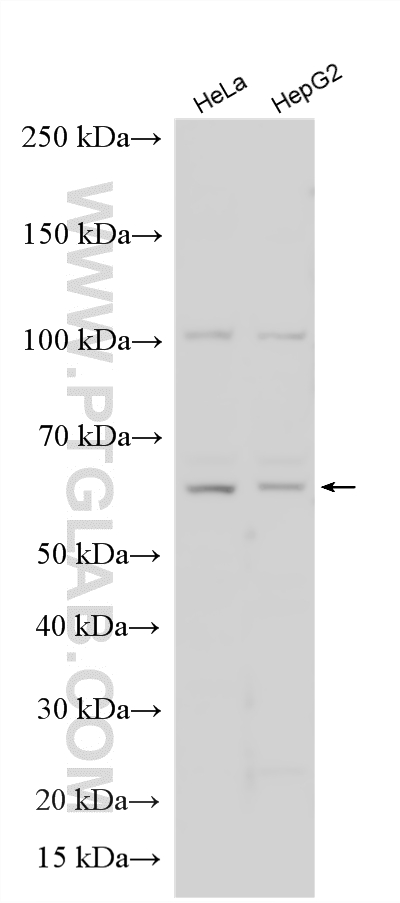 WB analysis using 21483-1-AP