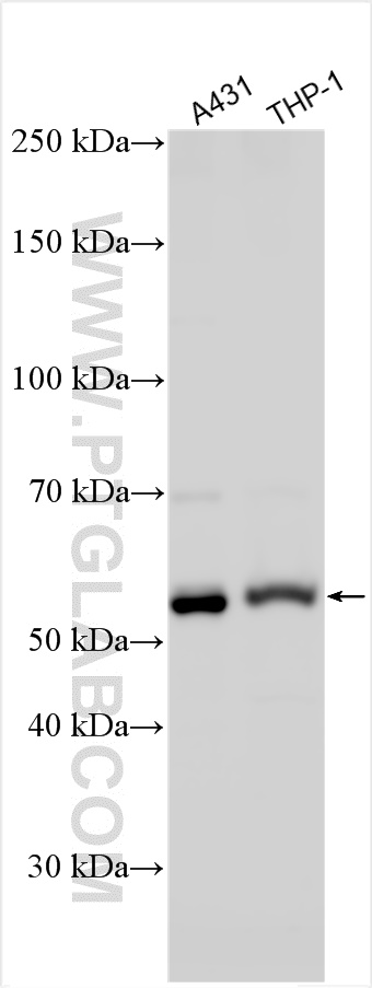 WB analysis using 12604-1-AP