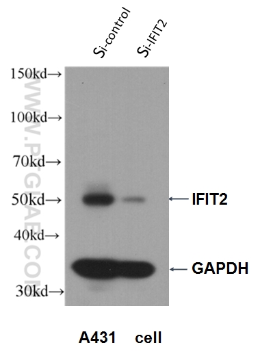 WB analysis of A431 cells using 12604-1-AP