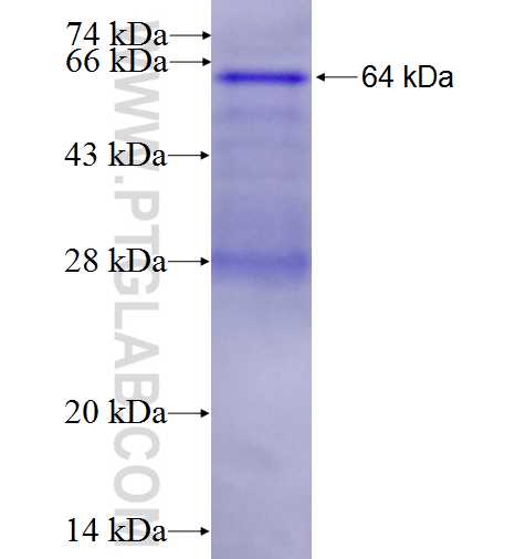 IFIT2 fusion protein Ag3283 SDS-PAGE