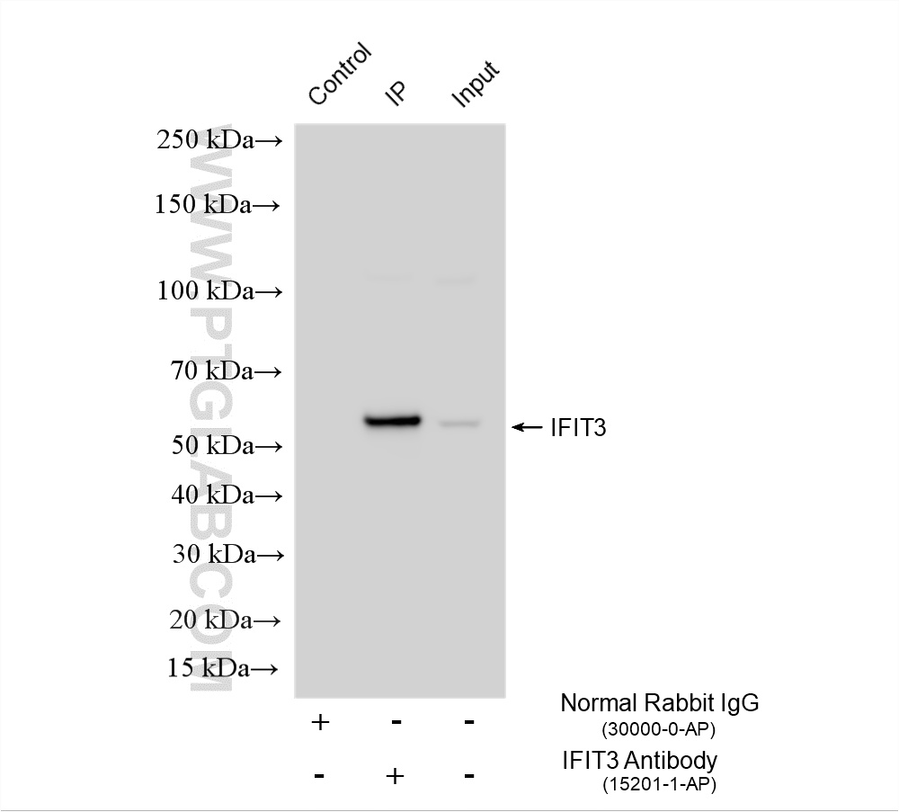 IP experiment of MKN-45 using 15201-1-AP