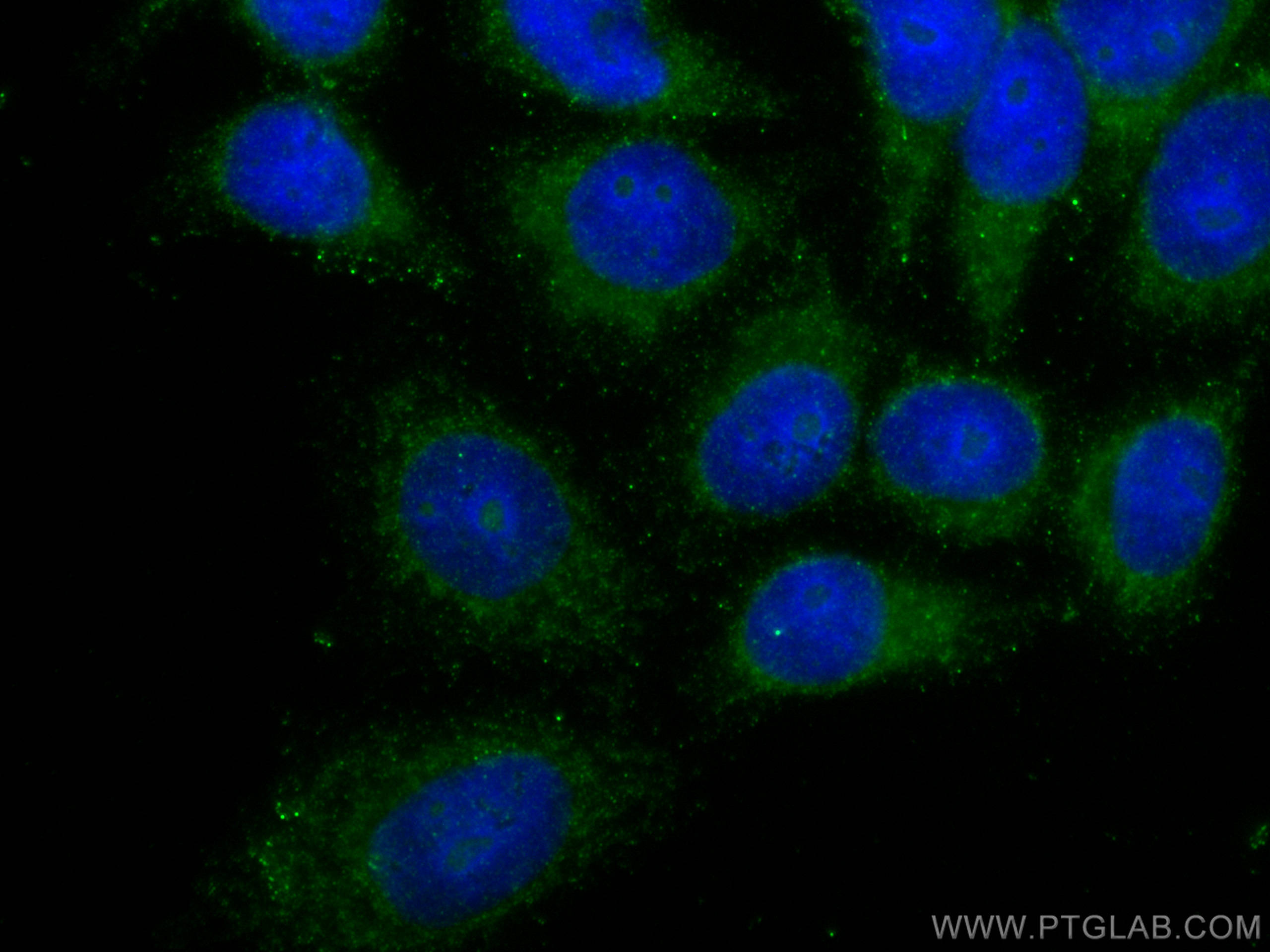 IF Staining of HepG2 using 67208-1-Ig