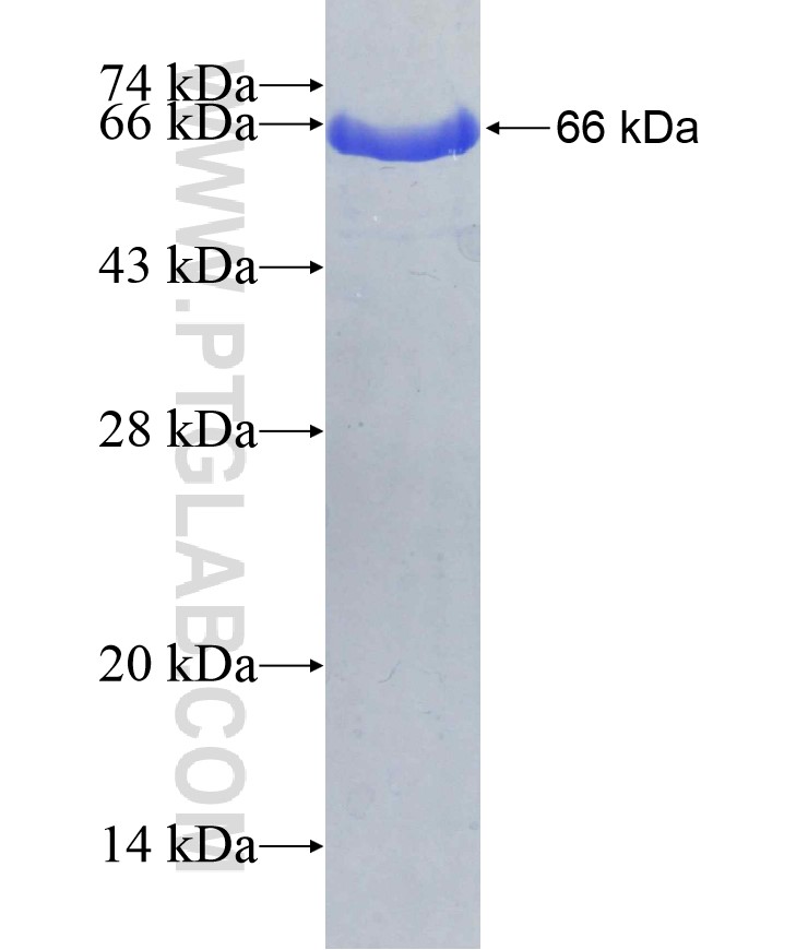 IFIT3 fusion protein Ag7349 SDS-PAGE