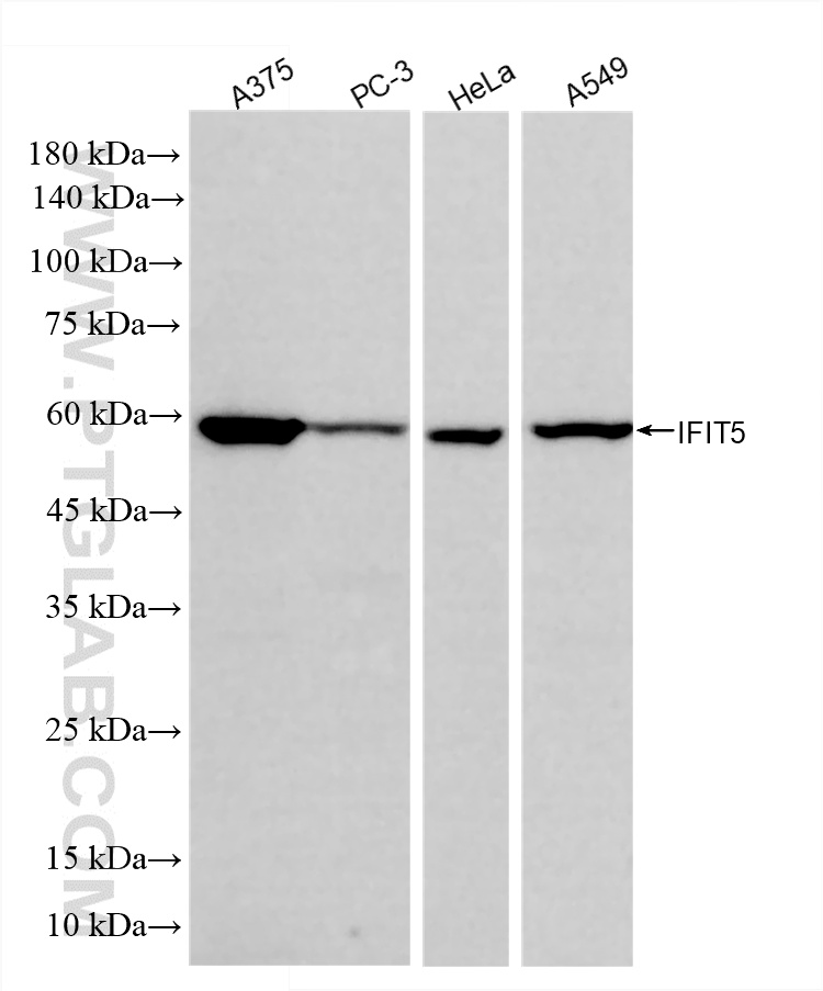 WB analysis using 86924-1-RR (same clone as 86924-1-PBS)