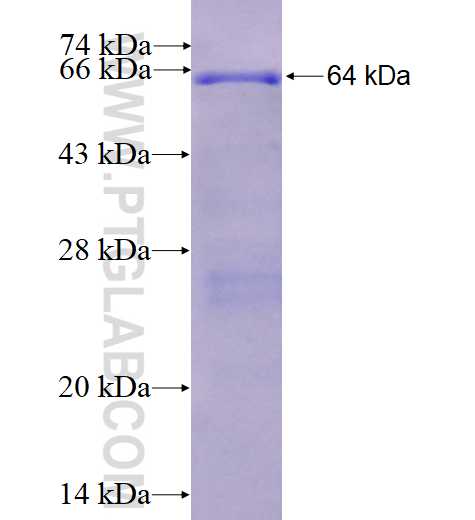 IFIT5 fusion protein Ag4202 SDS-PAGE