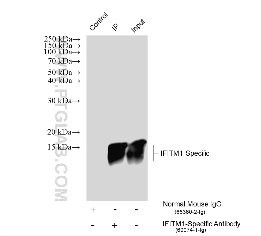 IP experiment of K-562 using 60074-1-Ig IP experiment of K-562 using 60074-1-Ig