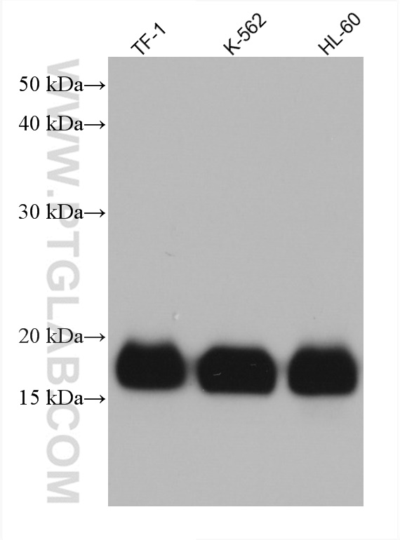 WB analysis of TF-1 using 60074-1-Ig