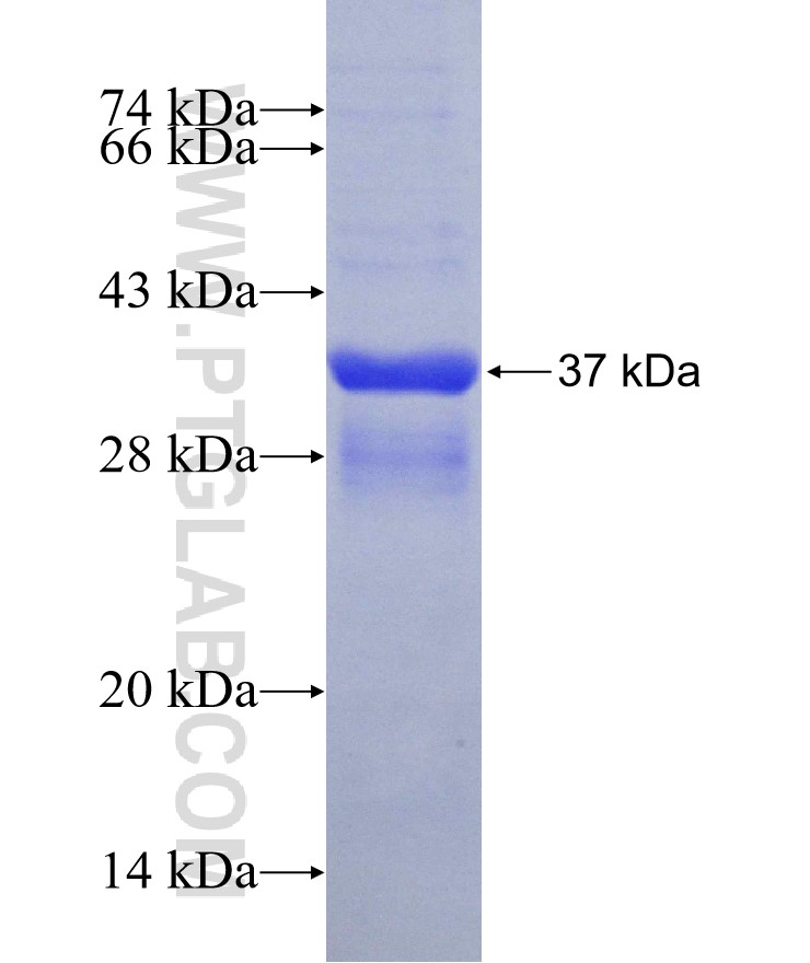 IFITM1 fusion protein Ag2320 SDS-PAGE