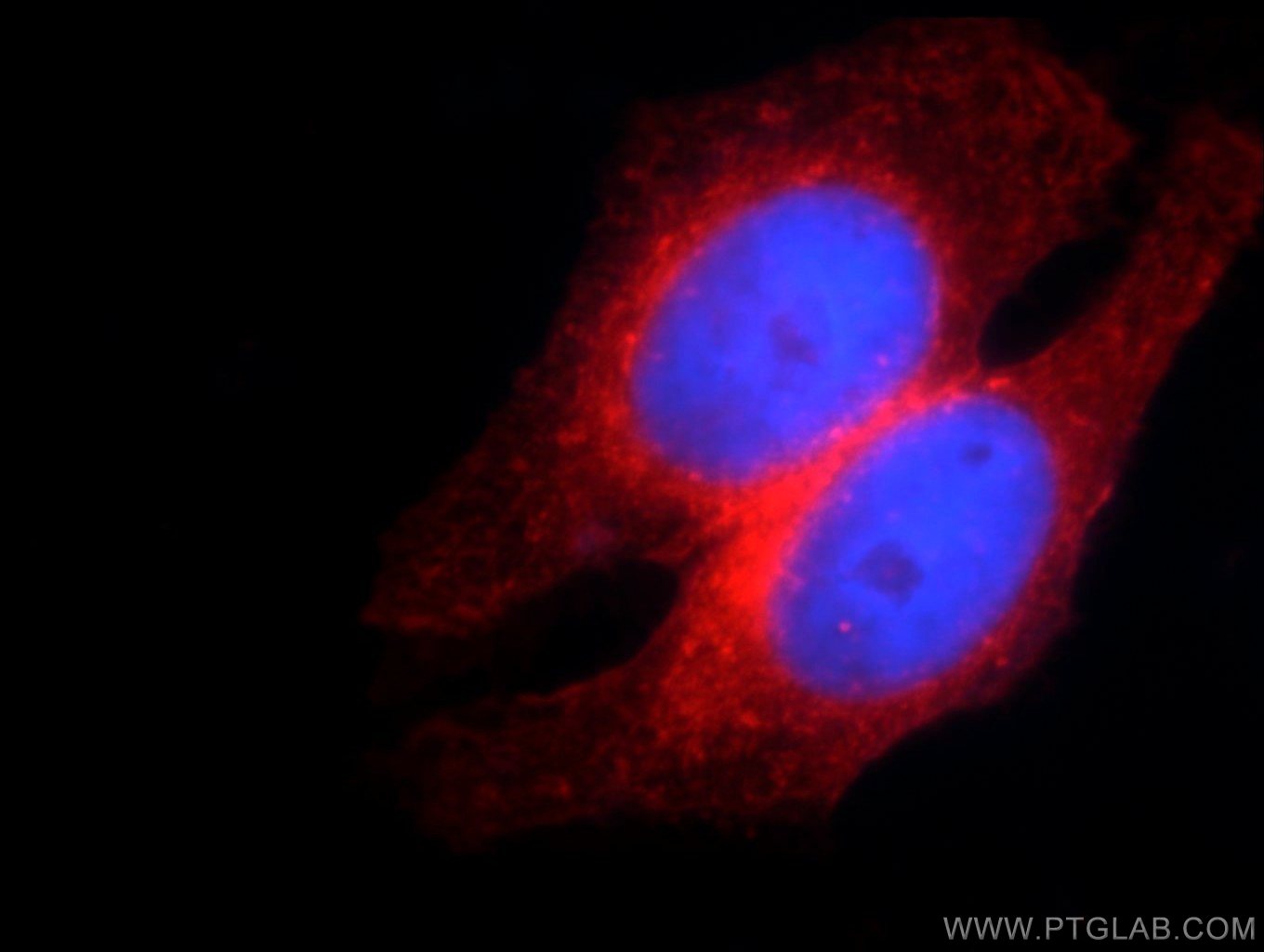 IF Staining of HepG2 using 12769-1-AP