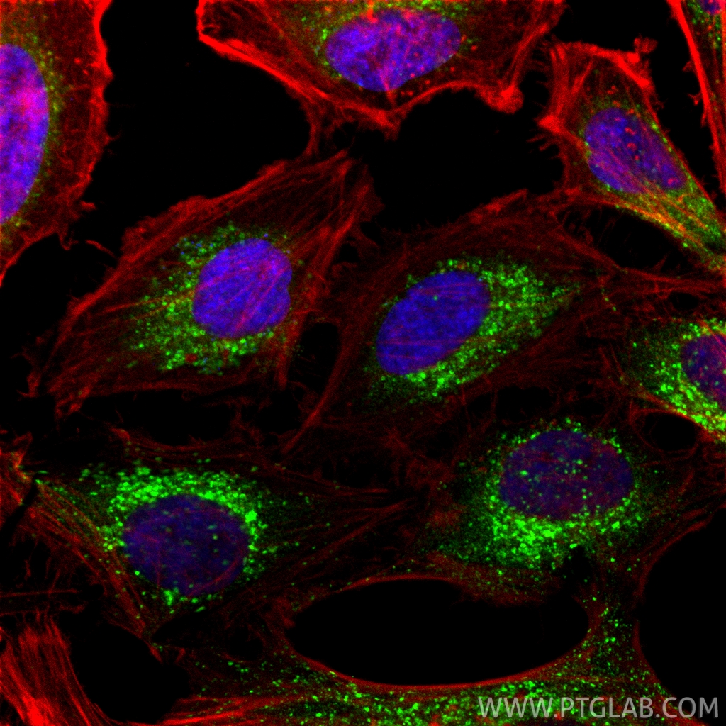 Immunofluorescent analysis of (4% PFA) fixed HeLa cells using IFITM2 antibody (12769-1-AP) at dilution of 1:500 and CoraLite®488-Conjugated Goat Anti-Rabbit IgG(H+L) (<a class='green' href='/productredirect?CatalogNo=SA00013-2' target='_blank'>SA00013-2</a>), CoraLite®594-Phalloidin (red). IF Staining of HeLa using 12769-1-AP