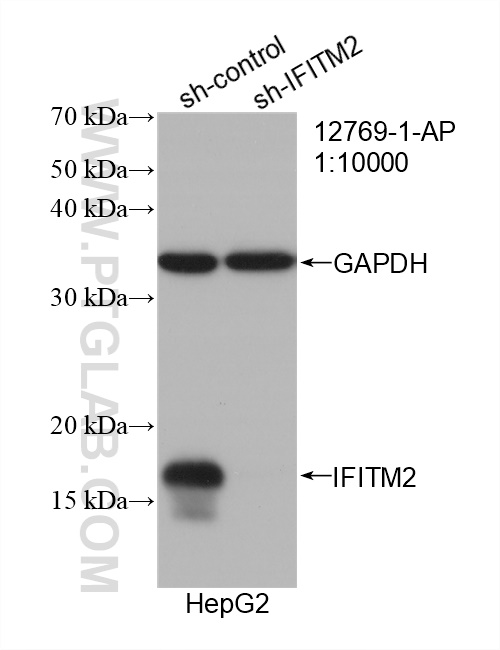 WB analysis of HepG2 using 12769-1-AP