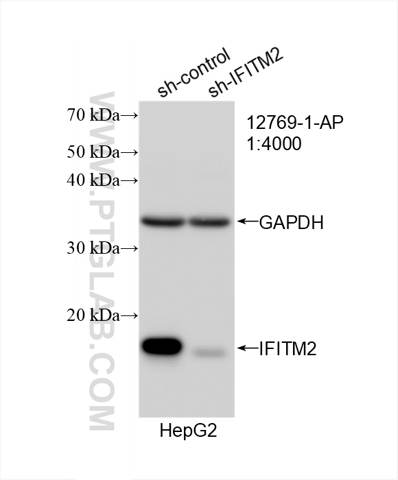 WB analysis of HepG2 using 12769-1-AP
