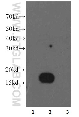 IFITM2-specific Monoclonal antibody