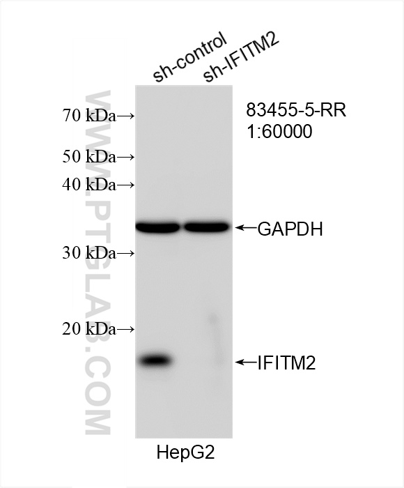 WB analysis of HepG2 using 83455-5-RR