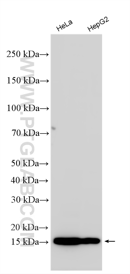 WB analysis using RMX00071 WB analysis using RMX00071