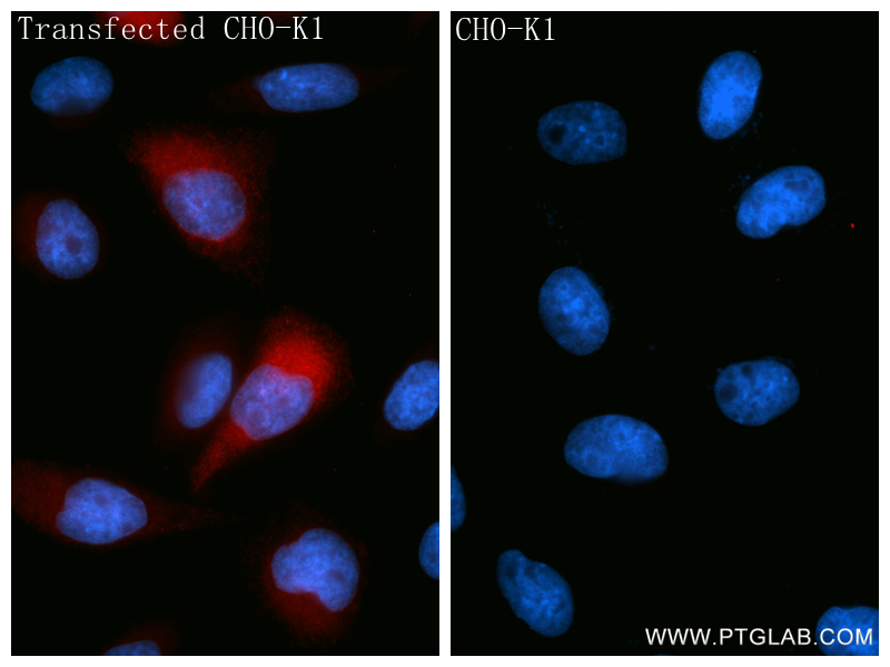 IF Staining of Transfected CHO-K1 using 85261-2-RR (same clone as 85261-2-PBS) IF Staining of Transfected CHO-K1 using 85261-2-RR (same clone as 85261-2-PBS)
