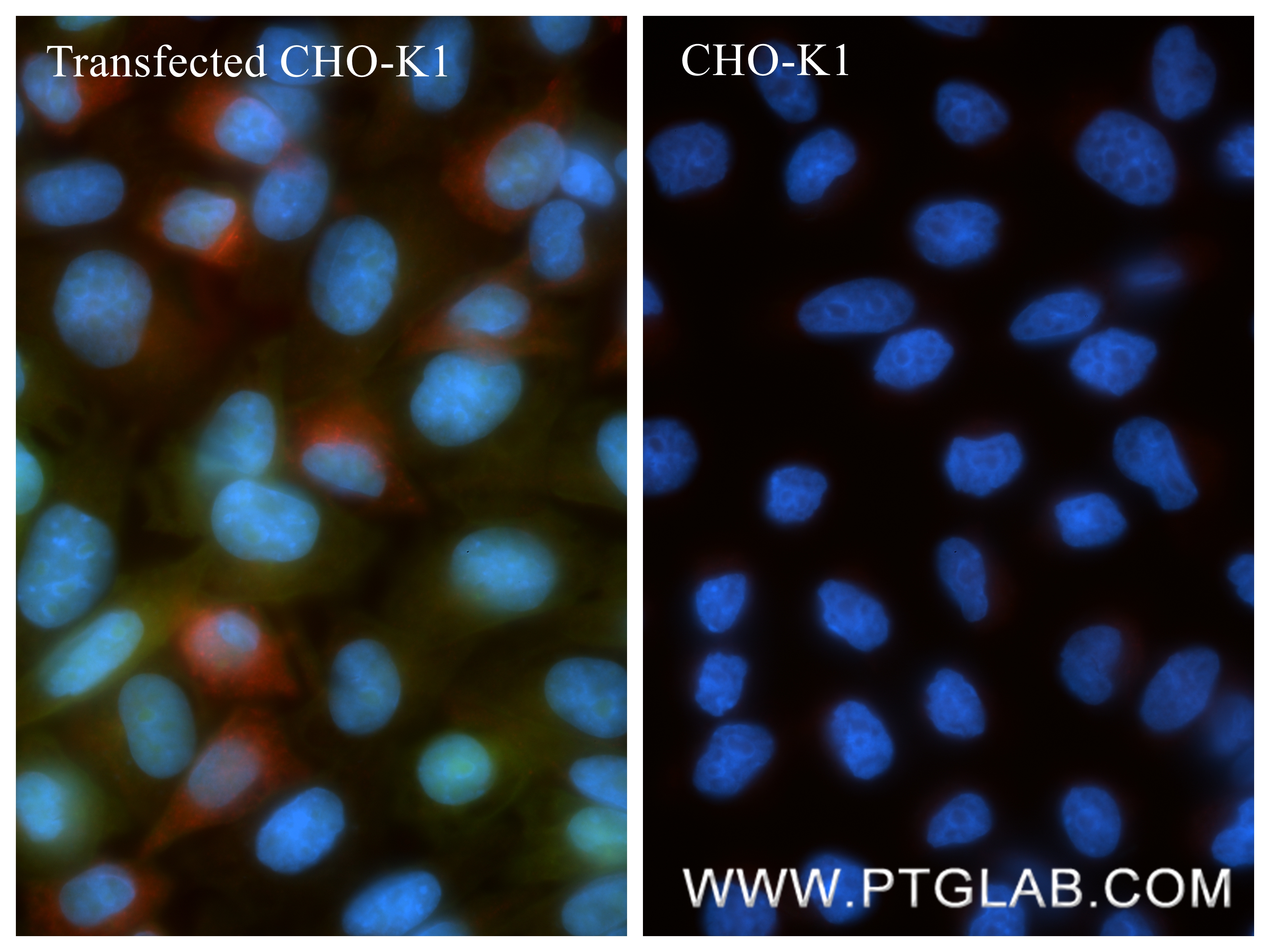 IF Staining of Transfected CHO using 87610-3-RR (same clone as 87610-3-PBS) IF Staining of Transfected CHO using 87610-3-RR (same clone as 87610-3-PBS)