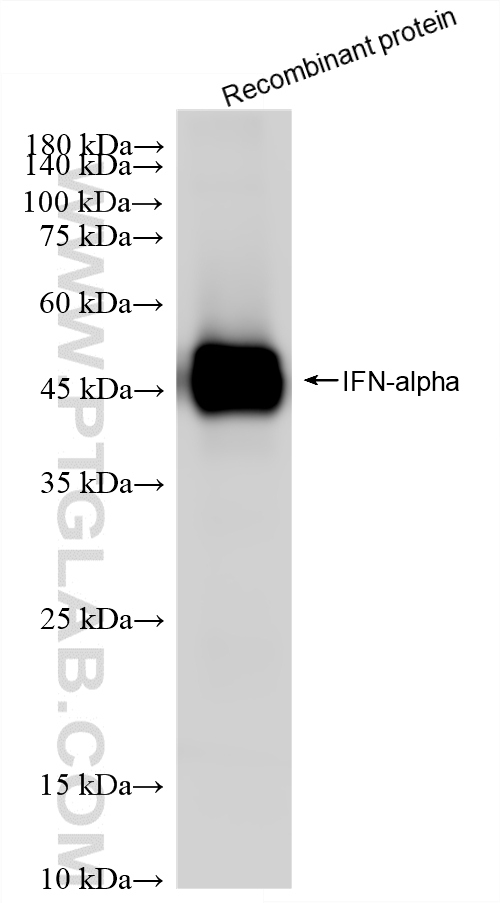 WB analysis of Recombinant protein using 87610-3-RR (same clone as 87610-3-PBS) WB analysis of Recombinant protein using 87610-3-RR (same clone as 87610-3-PBS)